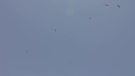 Griffon-vultures-flying-high-up-in-the-sky-,-Burgos,-Castilla-y-León,-Spain