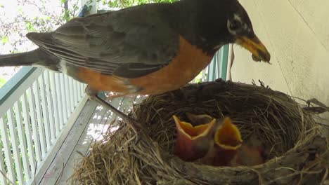 Three-cute-baby-Robins-are-fed-bugs-by-mom-and-one-poops-big-fecal-sac