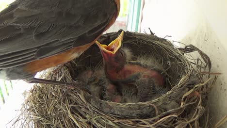 Das-Einwöchige-Baby-Robin-Wird-Von-Mama-Gefüttert,-Während-Andere-Nestlinge-Im-Nest-Schlafen