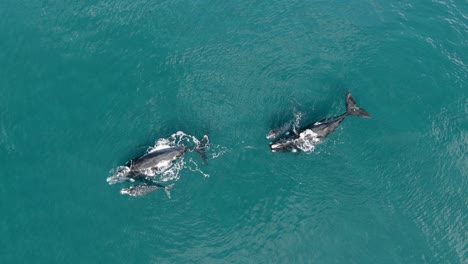 AERIAL-Southern-Right-Whale-Babies-and-Mothers-Playing-at-Ocean-Surface