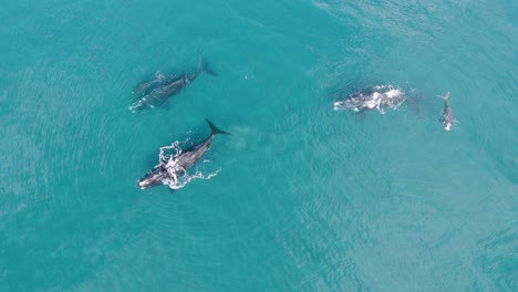 Slow-Orbit-Around-Pod-of-Southern-Right-Whales,-HIGH-ALTITUDE-AERIAL