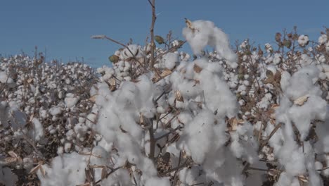 Raw-cotton-buds-swaying-in-the-wind-on-a-cotton-plantation-ready-for-harvest