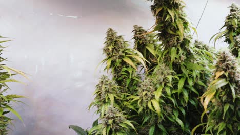 Zeitlupenaufnahme-Einer-Cannabispflanze,-Die-Während-Der-Blütephase-In-Einem-Zuchtzelt-Wächst
