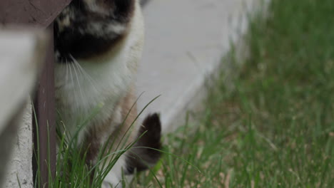 Cat-eats-cat-grass-through-fence,-close-up-shot