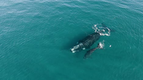 Orbital-Aerial-shot-of-a-Peaceful-Mother-and-Baby-Whales-swimming-during-migration