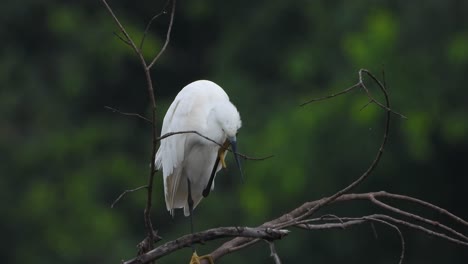 little-egret-Relaxing-on-tree-UHD-Mp4-4k-