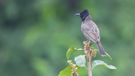 Red-Vented-Bulbul-in-tree-UHD-4k-