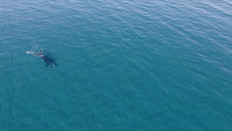Extreme-Wide-Aerial-shot-of-Whale-in-the-inmensity-of-the-Ocean