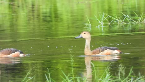whistling-duck-UHD-mp4-