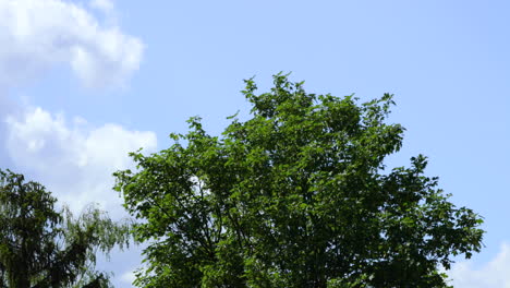 Die-Spitzen-Der-Laubbaumwipfel-An-Einem-Sonnigen-Tag-Bewegen-Sich-Die-Blätter-Der-Bäume-Im-Wind-Im-Hintergrund-Sind-Wolken-Am-Blauen-Himmel