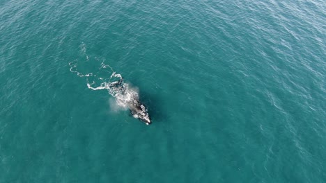 Drone-shot-Approaching-to-a-Family-of-Whales-swimming-on-the-ocean