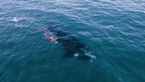 Cetacean-Whales-Swimming-Peacefully-and-Calf-comming-Up-to-Breath---Aerial-shot