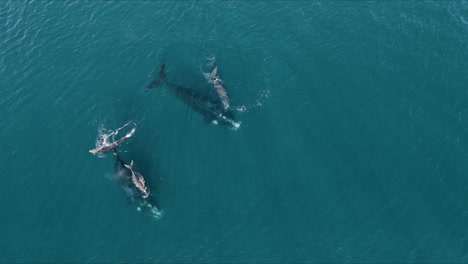 Family-of-Whales-Swimming-Together-in-shallow-clear-sea---Aerial-top-view-shot