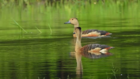 whistling-ducks-chilling-on-water-UHD-mp4-4k-