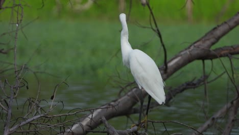 Little-egret--in-lake-UHD-Mp4-4k-