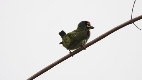 Coppersmith-barbet-in-tree-UHD-4k-mp4