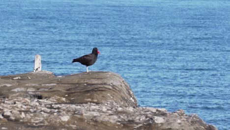 Oystercatcher-Bird-Standing-on-the-boardline-of-the-rocky-coastline,-blue-sea-background