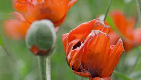 Papaver-Orientale-or-red-Oriental-Poppy-flowers-blowing-gently-in-the-breeze