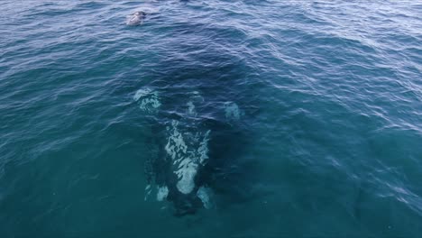 Whales-Mother-and-Calf-Swimming-on-the-surface---Aerial-Leading-Shot