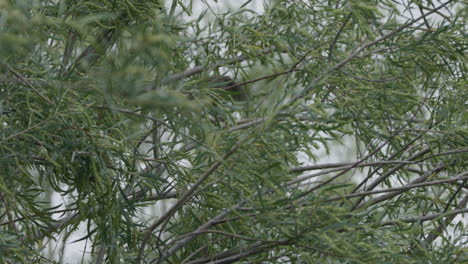 Pájaro-Bisbita-Americano-Salta-A-Través-De-Las-Ramas-En-El-árbol