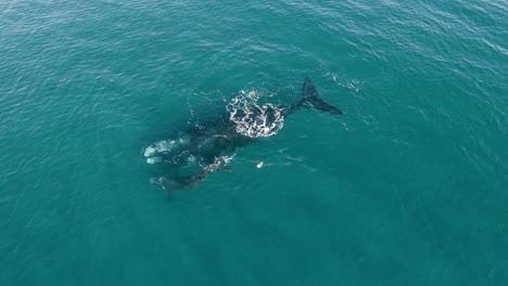 Whales-nursing-in-their-natural-habitat-Peninsula-Valdes---Aerial-Shot
