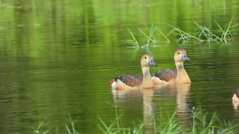 whistling-duck-chillinf-on-lake-mp4-UHD-4k-