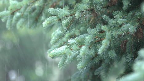 Rain-falls-on-swaying-fir-tree-branches