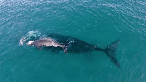 Two-whales-Swimming-together-close-to-the-surface-came-up-to-breathe---Aerial-shot