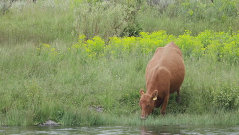 Eine-Schöne,-Gesunde-Rote-Angus-Kuh,-Die-Entlang-Der-Flussufer-Trinkt-Und-Weidet