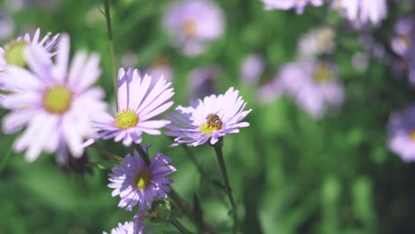 Honigbienen,-Die-An-Einem-Sonnigen-Tag-In-Shiga,-Japan,-Pollen-Auf-Den-Schönen-Blüten-Der-Aster-Fressen-Und-Sammeln