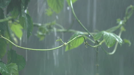 Climber-vine-or-ivy-sways-in-heavy-rain-and-wind