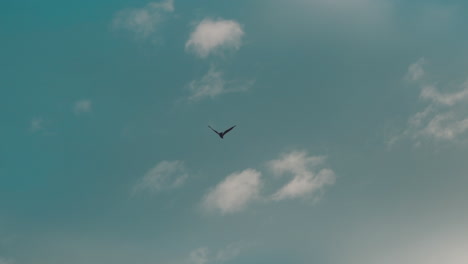A-Lone-Seagull-Soaring-High-In-The-Blue-Sky-In-Shiga,-Japan