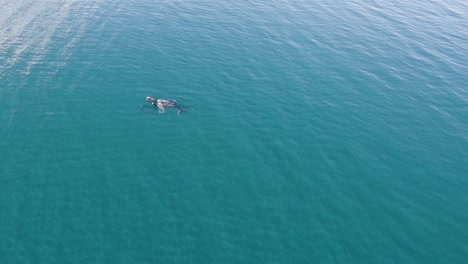 Aerial-Wide-Reference-Shot-of-Two-Whales-in-the-Middle-of-the-Ocean---Slowmotion