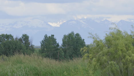 Bäume-Und-Gras-Wiegen-Sich-Im-Wind-Mit-Teton-bergen-Im-Hintergrund
