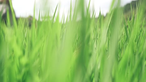 Flying-Through-The-Green-Rice-Field-At-The-Club-Harie-J'oublie-le-temps-In-Shiga,-Japan