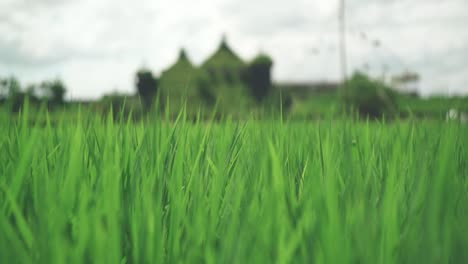 Green-Rice-Field-Swaying-In-The-Wind-At-La-Collina,-Club-Harie-J'oublie-le-temps-In-Shiga,-Japan