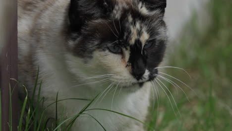 Closeup-of-cute-blue-eyes-calico-cat-wandering-through-grass-in-garden