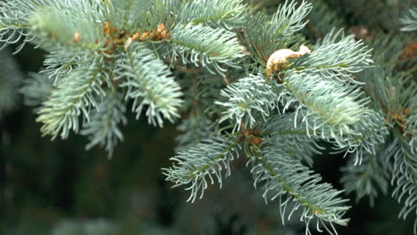 Close-up-of-blue-spruce-tree-branch-on-rainy-day,-Idaho,-handheld