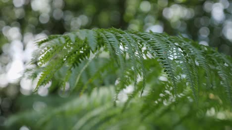 Shallow-dof-shot-of-a-bracken-fern-in-English-woodland