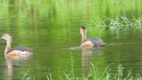 whistling-ducks-in-lake-UHD-4k-