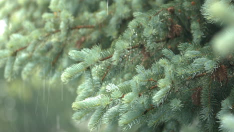 Heavy-storm-rain-drops-falling-over-blue-spruce-tree-branches,-static