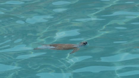 Turtle-swimming-gracefully-through-water,-long-shot