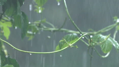 Heavy-rain-falls-on-vine-leaves-in-thunderstorm