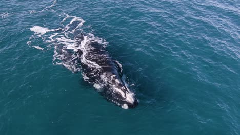 Southern-Right-Whales-Mother-and-Young-resting-peacefully-on-the-surface---Aerial-Shot-Slow-Motion