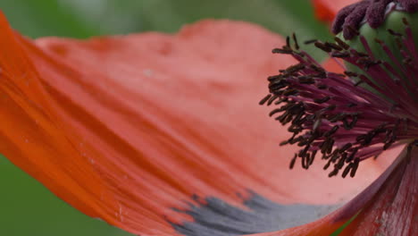 Macro-extreme-detail-shot-of-red-Papaver-orientale-petal-and-stigma