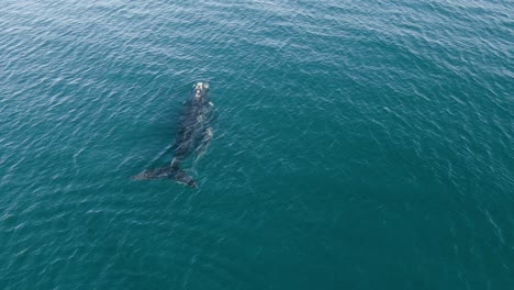 Aerial-tracking-shot-of-two-Whales-comming-up-to-Breath---Slowmotion