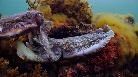 Riesige-Australische-Tintenfische-Sepia-Apama-Migration-Whyalla-Südaustralien-4k-Zeitlupe,-Paarung,-Eier-Legen,-Kämpfen,-Aggregation,-Unter-Wasser