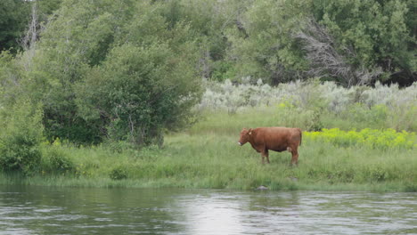Cow-stands-on-riverbank-of-fast-flowing-river