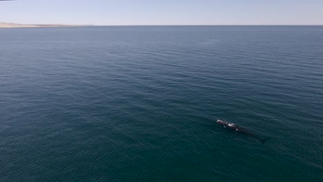 Whales-swimming-peacefully-towards-the-vast-horizon---Aerial-Wide-Shot
