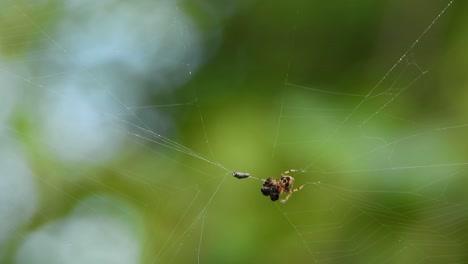 Spider-pray-in-web-UHD-4k-Mp4-